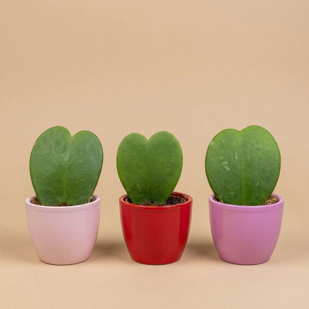 Pflanzen Set 3er mit Mini-Topf Love, 3x Hoya kerrii, rosa rot, Ø6cm, herzförmige Zimmerpflanzen als Geschenk, Tischdeko und romantische Pflanzendeko für Innenräume