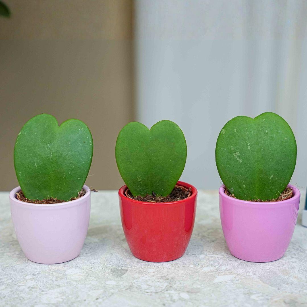 Pflanzen Set 3er mit Mini-Topf Love, 3x Hoya kerrii, rosa rot, Ø6cm, herzförmige Zimmerpflanzen als Geschenk, Tischdeko und romantische Pflanzendeko für Innenräume