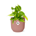 Baumfreund Philodendron Scandens 'Brasil' – Zimmerpflanze inkl. Ziertopf Vibes Fold Rosa Ø14cm – Herzförmige Blätter mit gelbgrüner Zeichnung – Pflegeleicht & luftreinigend – Für Wohnzimmer & Büro