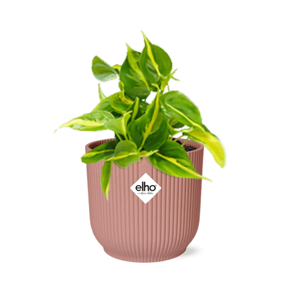 Baumfreund Philodendron Scandens 'Brasil' – Zimmerpflanze inkl. Ziertopf Vibes Fold Rosa Ø14cm – Herzförmige Blätter mit gelbgrüner Zeichnung – Pflegeleicht & luftreinigend – Für Wohnzimmer & Büro