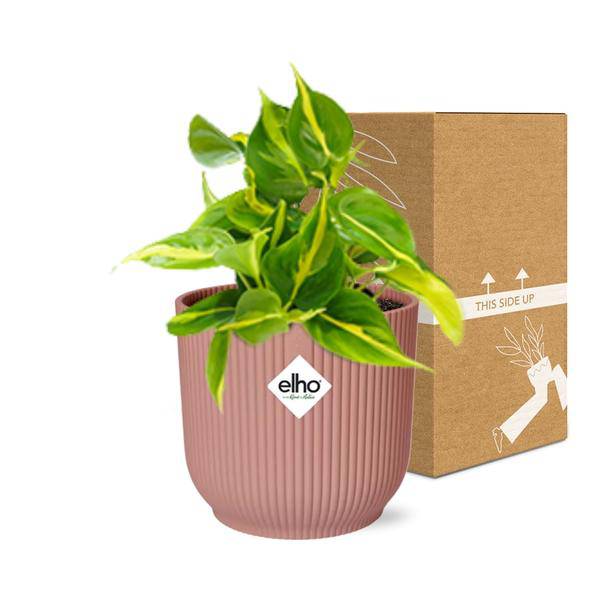 Baumfreund Philodendron Scandens 'Brasil' – Zimmerpflanze inkl. Ziertopf Vibes Fold Rosa Ø14cm – Herzförmige Blätter mit gelbgrüner Zeichnung – Pflegeleicht & luftreinigend – Für Wohnzimmer & Büro